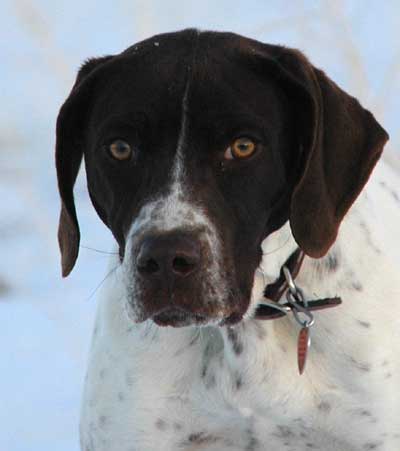 Odi - German Shorthair Pointer 4 Month old