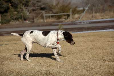 German Shorthair Pointer on Point