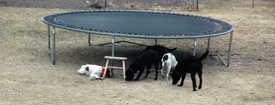 Dogs playing in the yard
