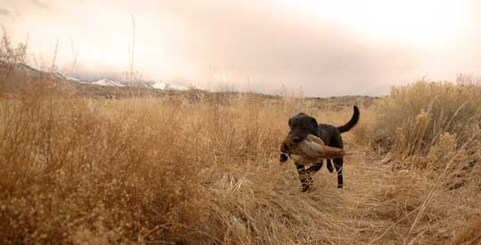 Black Lab retrieving pheasant