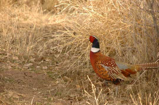 Rooster Phesant out in the afternoon sun
