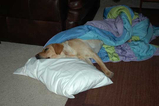 Allie snuggled in to warm up