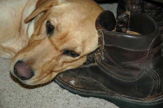 Dog day dreaming of hunting chukars