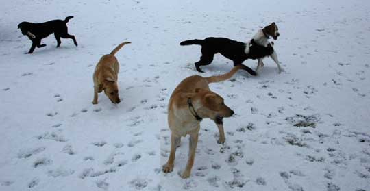 Labs (and a Brittany) romping in the snow