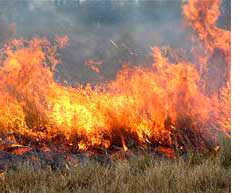 Burning Ditch Banks - Loosing Pheasant Habitat