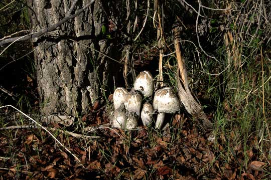 Utah Spring Mushrooms Utah Spring Mushrooms
