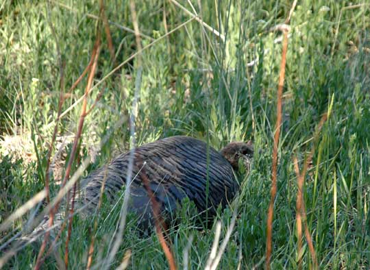 Nesting Turkey Nesting Turkey