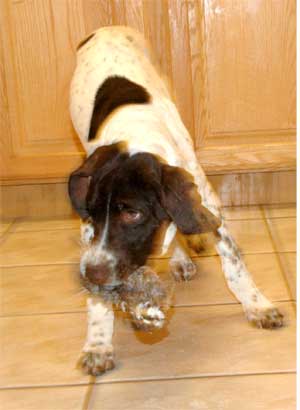 Getting a gun dog puppy started on birds Getting a gun dog puppy started on birds