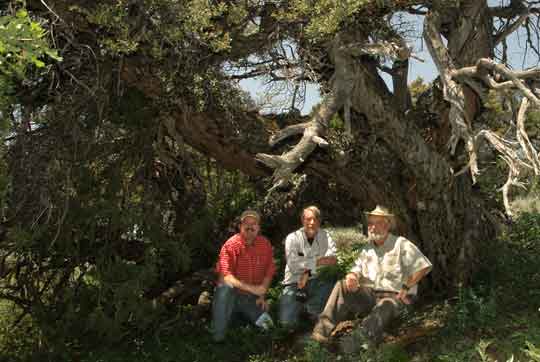 World Record Curl Leaf Mahogany Tree World Record Curl Leaf Mahogany Tree