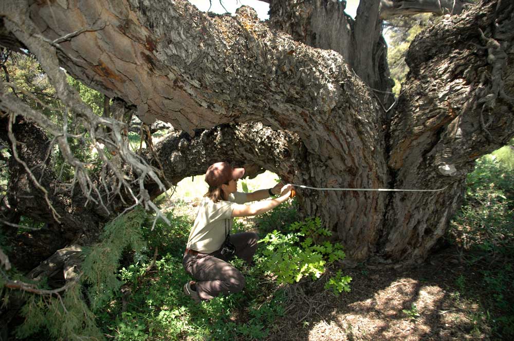 Measuring the world's record curl leaf mahogany Measuring the world's record curl leaf mahogany