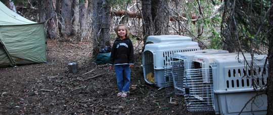 Camping with dogs Camping with dogs