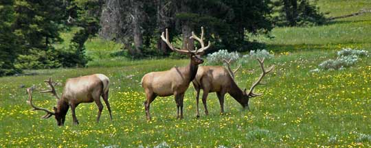 Elk on Cove Mountain - July 4th