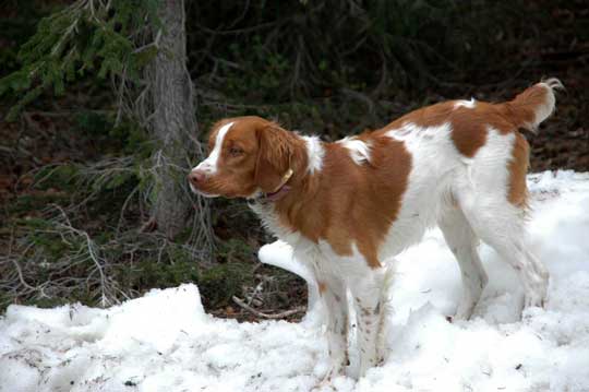 Brittany (Remington) Blue Grouse Hunting