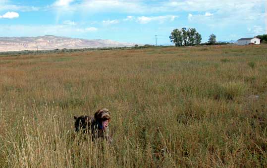 One happy wirehair pointer - this dog loves her job