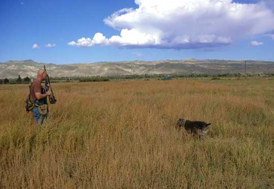 Wirehair pointer on rooster pheasant point