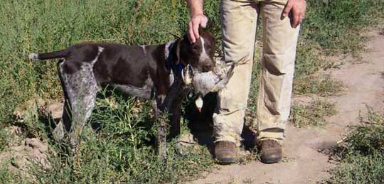 German Wirehair pointer retrieving chukar German Wirehair pointer retrieving chukar