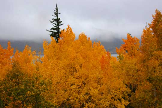 Aspen Colors around Fish Lake 2008 Aspen Colors around Fish Lake 2008