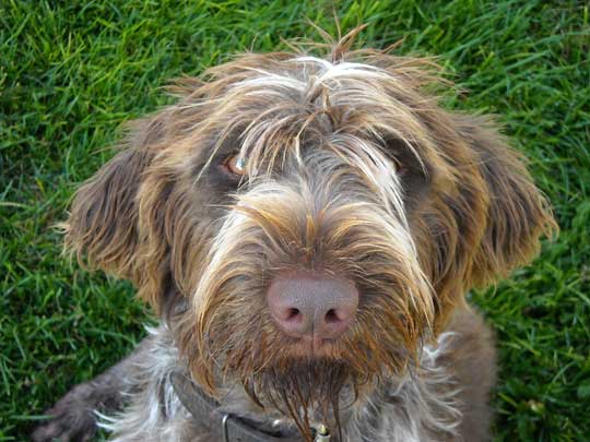 Wirehair Pointer - w/ particularly expressive eyes