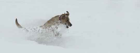 Labrador romps in the snow