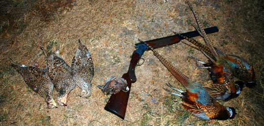 An awesome day bird hunting in Nebraska An awesome day bird hunting in Nebraska