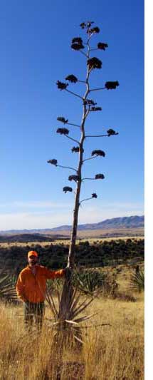 Agave - Quail Hunt