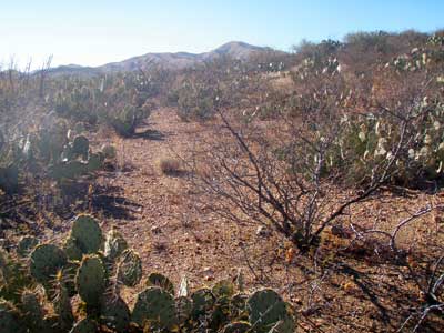 Sonoran Desert