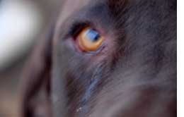 Canine Eye - Cazador