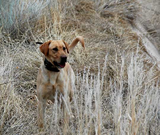 Yellow Lab hunting phesants 