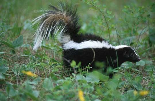 Skunks and dogs don't mix