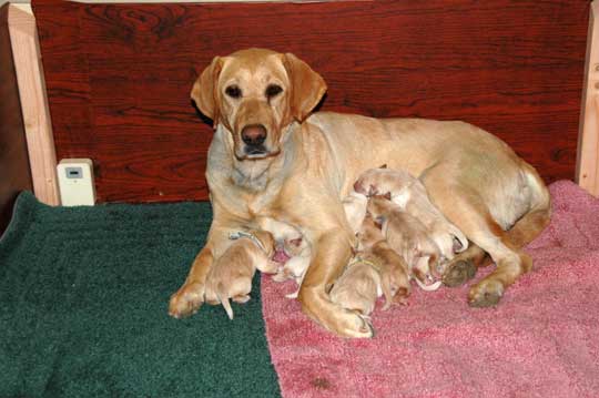 Female Labrador Retriever (Allie) with her litter