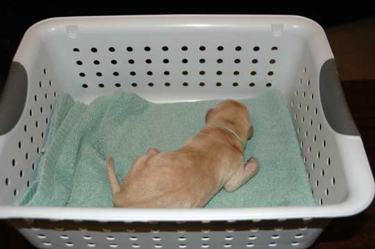 Lab puppy - Aqua