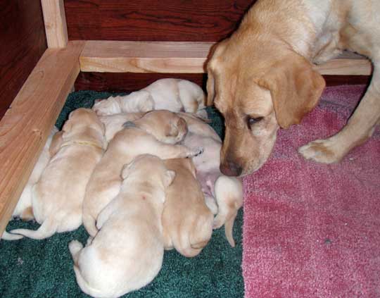 A pile of puppies (Labrador retrievers)