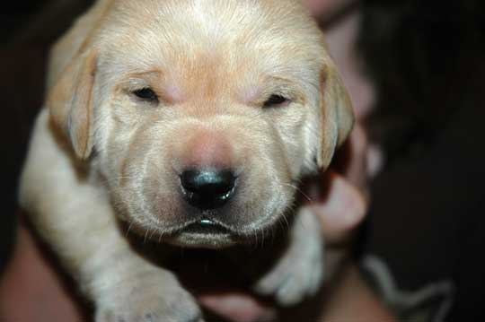 Labrador Retriever Puppy - Eyes opened (days 13 - 15)