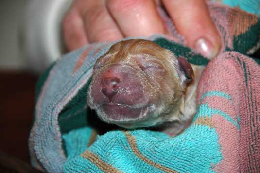 New born labrador retriever puppy