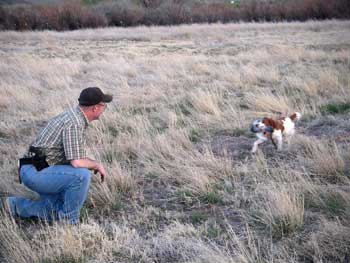 American brittany - introduction to birds