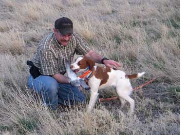 Brittany - Teaching pup to retrieve
