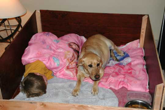 Labrador ready to whelp - Sam wanted to help