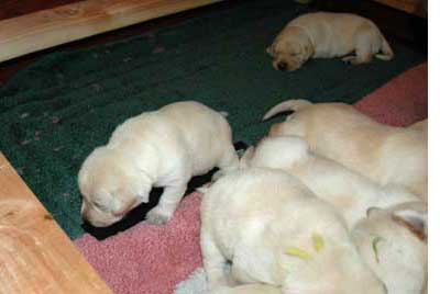 Puppies starting to walk - Labrador Retrievers