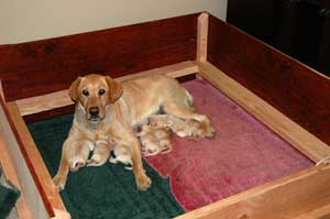 Whelping Box in use - Note the 2x4 bumper rail