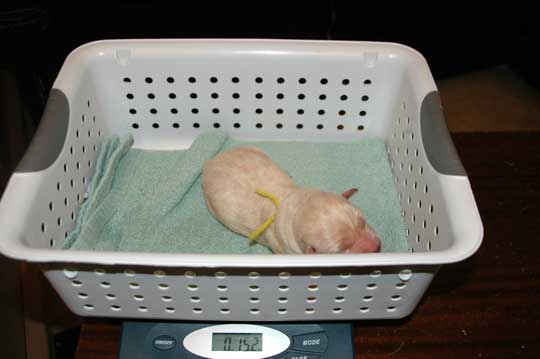 Lab puppy - Yellow