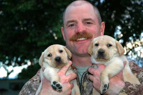 A male and female six-week old Labrador retriever puppies