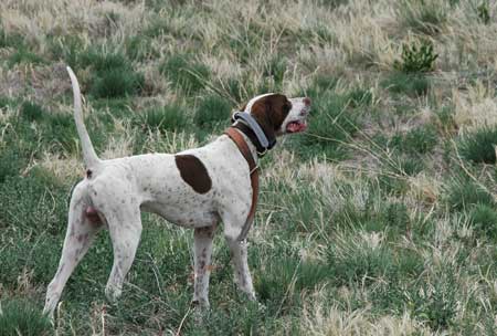 English Pointer in training