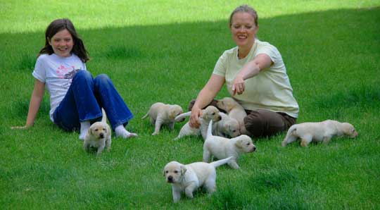 Yellow Labrador Retriever Puppies 4 Weeks Old