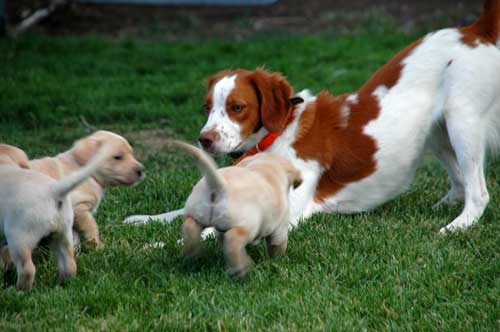 5 week old Labrador puppies play with brittany spaniel