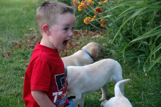 Excited about my new yellow lab puppy