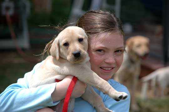 Yellow lab puppies for sale