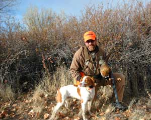 American brittany and ring-neck pheasant