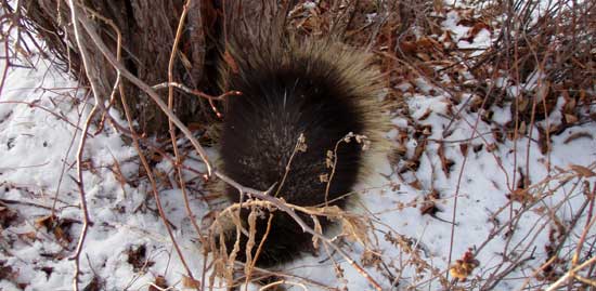 Porcupine and dogs; not a good combination