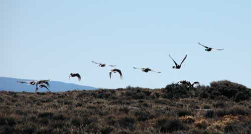 Sage-grouse taking wing