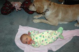 Allie, our lab has been interested in the smells of the baby, but very cautious around her.